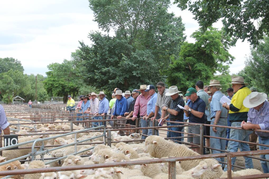BID READY: Buyers line up for the fortnightly sale at the Cootamundra Saleyard. The facility is now ranked as the seventh in the state after rising five places. 