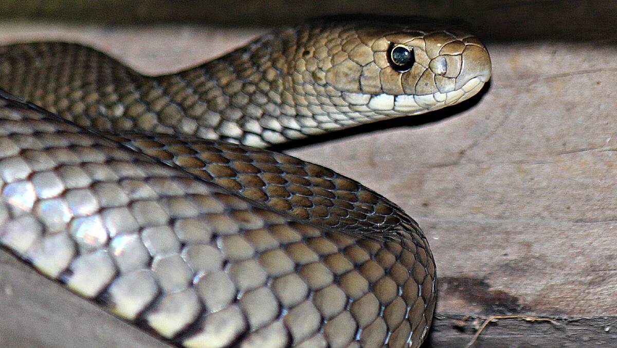 Australia's deadly Brown snake. Due to the dry winter season, more snakes are heading into inhabited areas in search of food and water. Picture contributed by WIRES