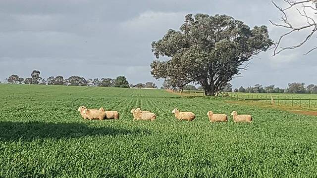 mimosavalleylamb: Lambs are having trouble keeping the green feed down
