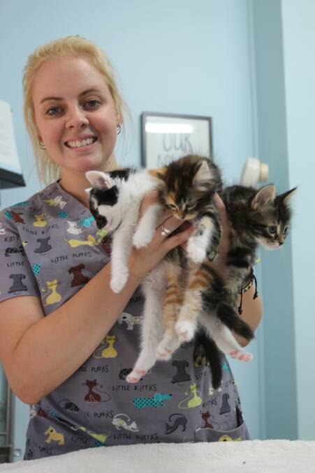Cooper St Veterinary Hospital vet nurse Karlie Johnston with three of the 12 kittens that currently need a permanent home. Picture: Harrison Vesey