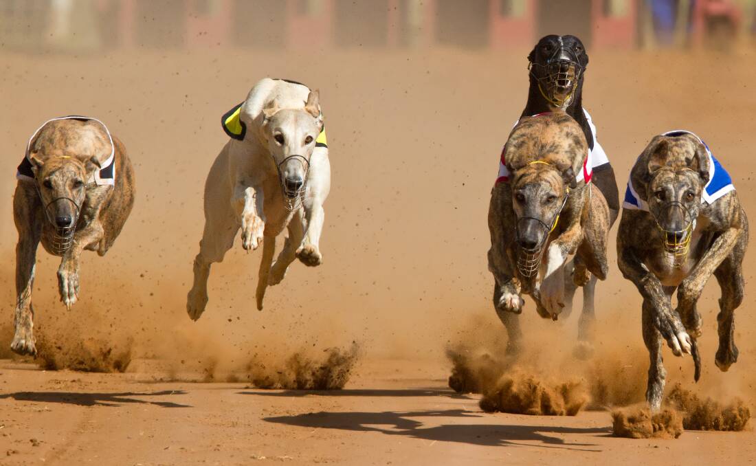 FINAL MONTHS: A number of letter-writers have commented on the NSW government's greyhound racing ban.