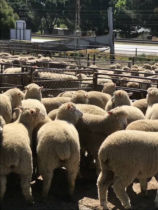 OTHER QUOTES: XB New Season Lambs: 24 to 26 KG CW $155 to $172. 20 to 22kg CW $145 to $160. 18 to 20kg CW $120 to $145.16 to 18kg KG CW $110 to $120.