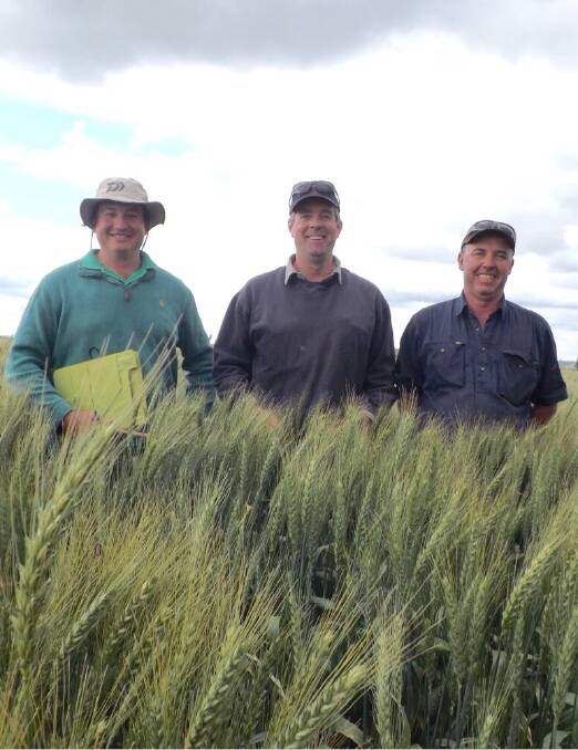 SEASON LOOKS GOOD: Wallendbeen Wheat Crop judge Andrew Daly with winner Alex Baldry of 'Macdoon' and property manager Paul Edwards. Picture: Contributed 
