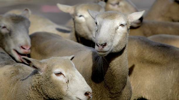 Woolworths lamb will now be processed in Junee. Picture: File image