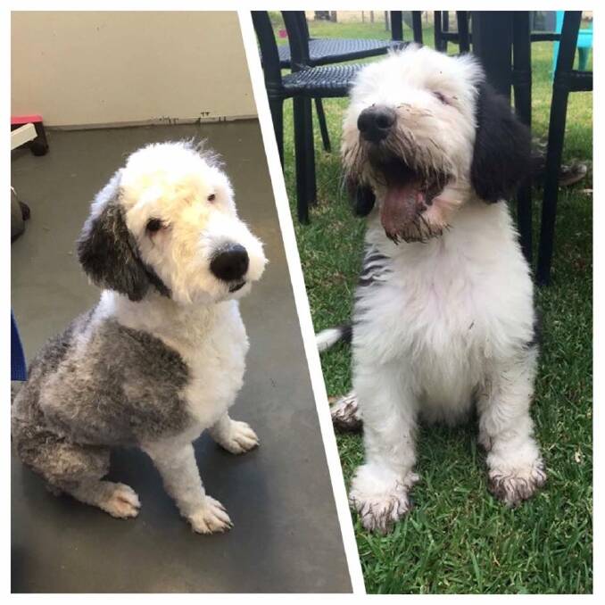 Jake, believed to be the only Old English Sheepdog in Cootamundra, went missing earlier this week with his desperate owners offering $1000 for his safe return. Today they received terrible news. 