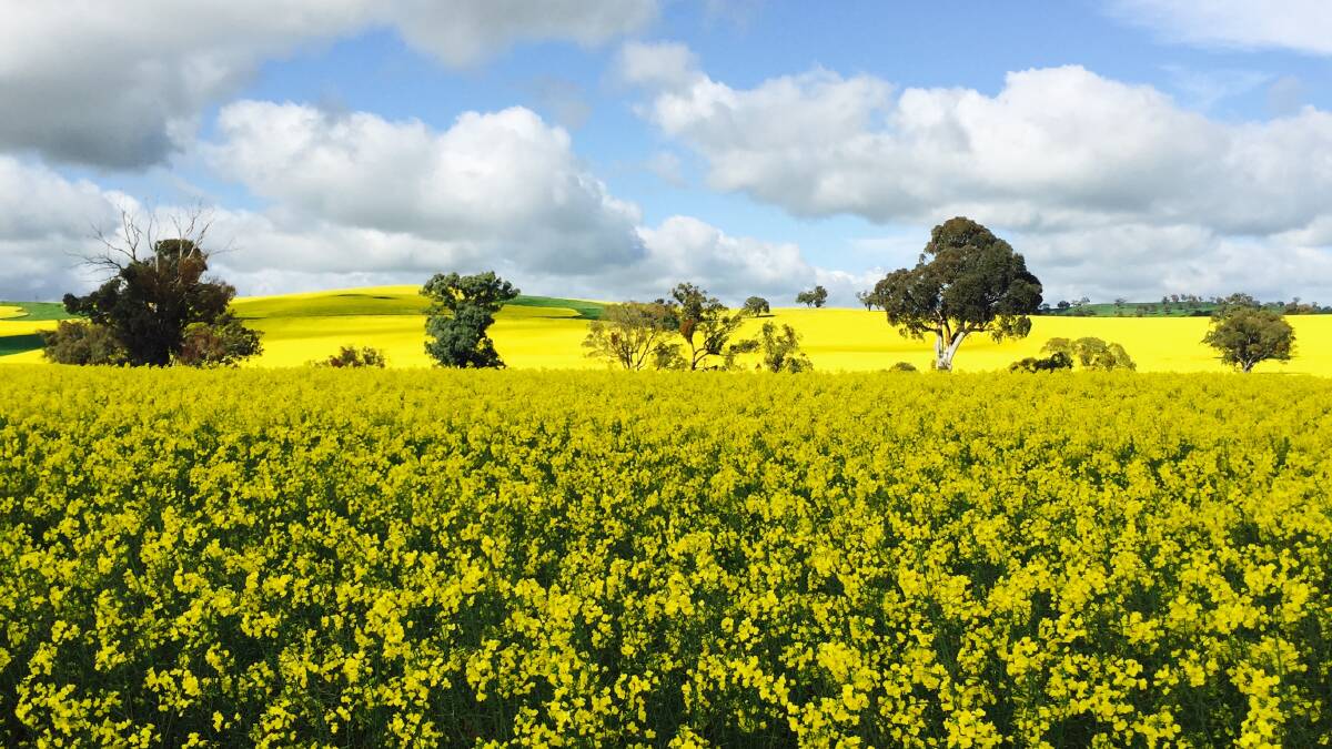 LATE SEASON: This canola crop on Rosehill Road flowered in late September. Crushing plant Cootamundra Oilseeds expects harvest to be pushed back two to three weeks this year. Picture: Jennette Lees 