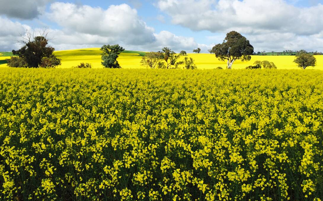 SEA OF YELLOW: Canola planted on Rosehill Road, Cootamundra is holding up to a wetter than average winter. Picture: Jennette Lees 