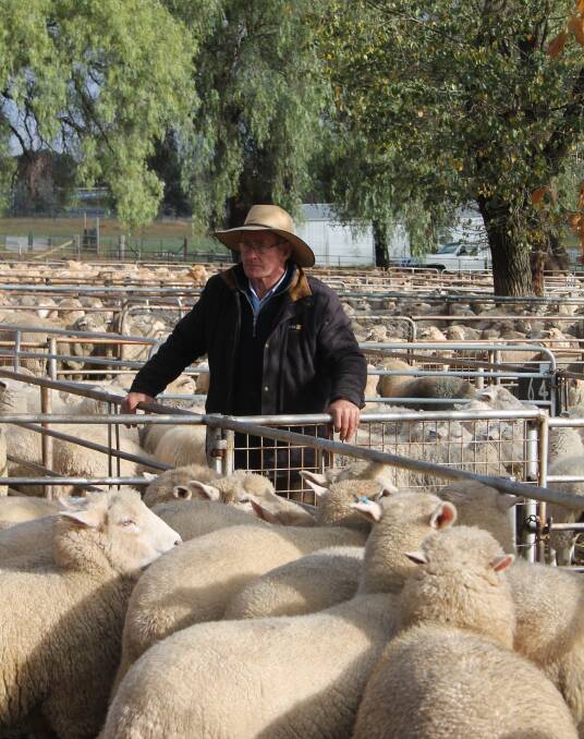 Stock agent Col Harris keeps an eye on proceedings at a recent sheep sale at the Cootamundra Saleyards. 