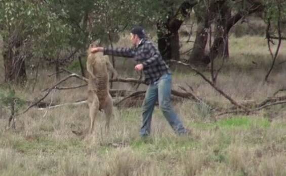 FIGHT: PETA Australia associate director Ashley Fruno says the dog that was attacked by a kangaroo was in the situation because a bunch of men wanted to kill a pig. 