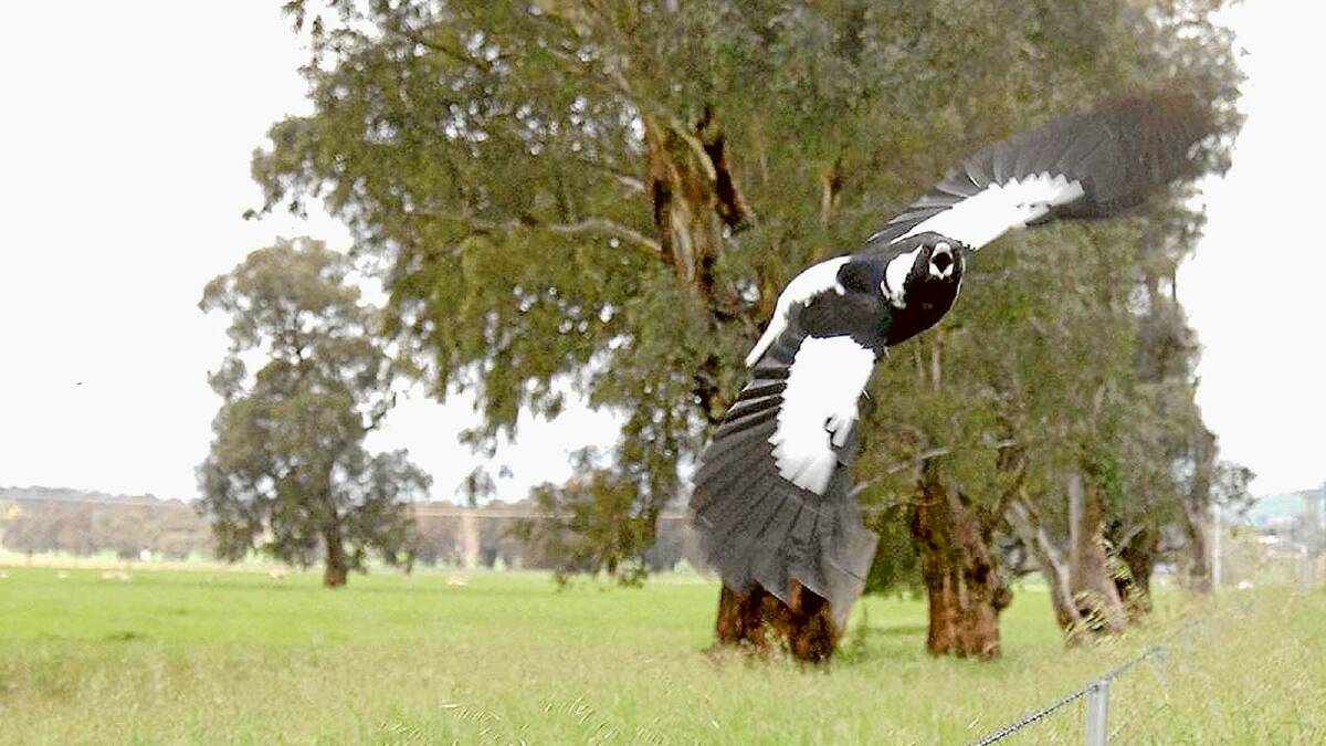 MAGPIE MADNESS: Multiple reports of swooping attacks near Fisher Park have raised community safety concerns. Picture: Fairfax Media