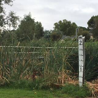 Weeds and reeds engulf the Muttama Creek Thompson St crossing.
