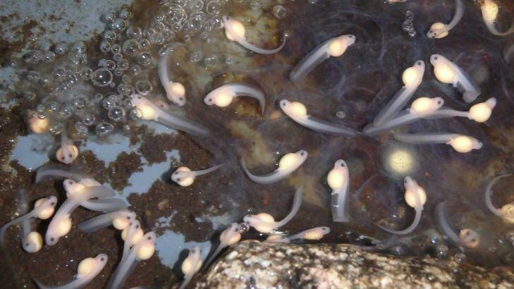 The first captive-bred Baw Baw frog eggs have hatched into tadpoles. Photo: Damian Goodall