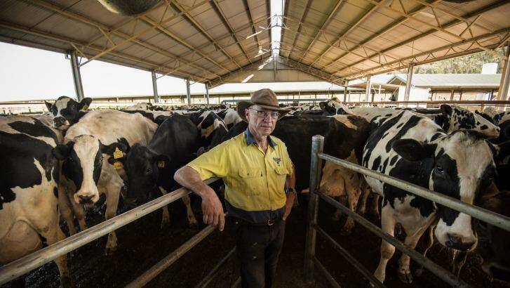 Colin Thompson with his Holstein Friesian cattle at his farm in Cowra.  Photo: Wolter Peeters