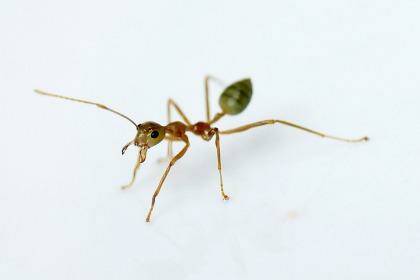 Ants, like humans, use indoor toilets. Photo: Steven Siewert