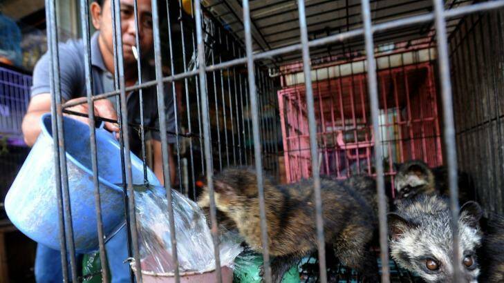 Civet cats can be bought in Bali for $45 each. Photo: Alan Putra