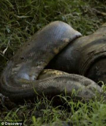 STUNT: Paul Rosoli chickened out of being eaten by an anaconda.  Photo: Screengrab