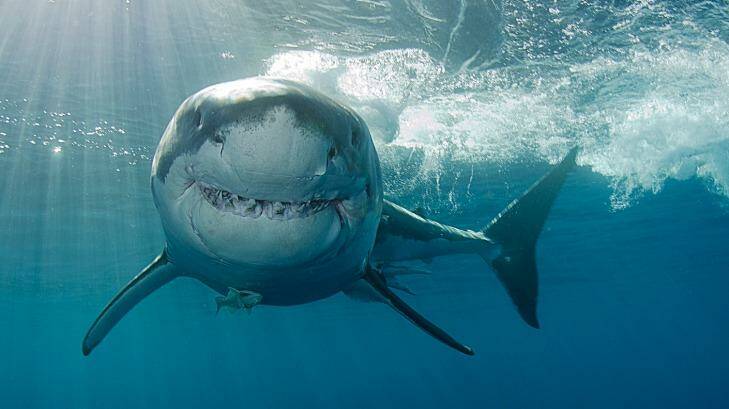 Great white sharks are protected in Australia because of their declining numbers. Photo: iStock