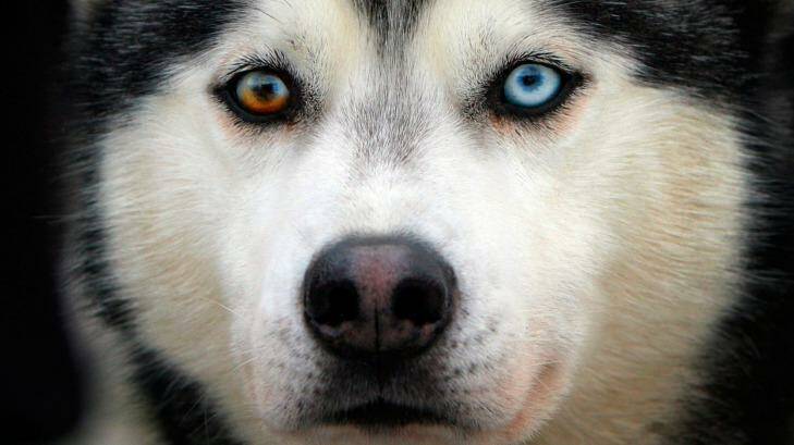 Huskies have a superpower: endless stamina and a mad need to use it. Photo: Scottish Viewpoint / Alamy Stock Photo