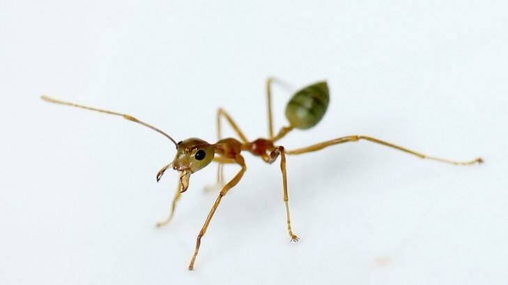 Ants, like humans, use indoor toilets. Photo: Steven Siewert