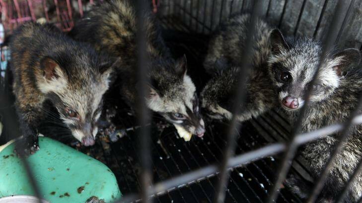 World Animal Protection says many caged civets show signs of stress and disease. Photo: Alan Putra