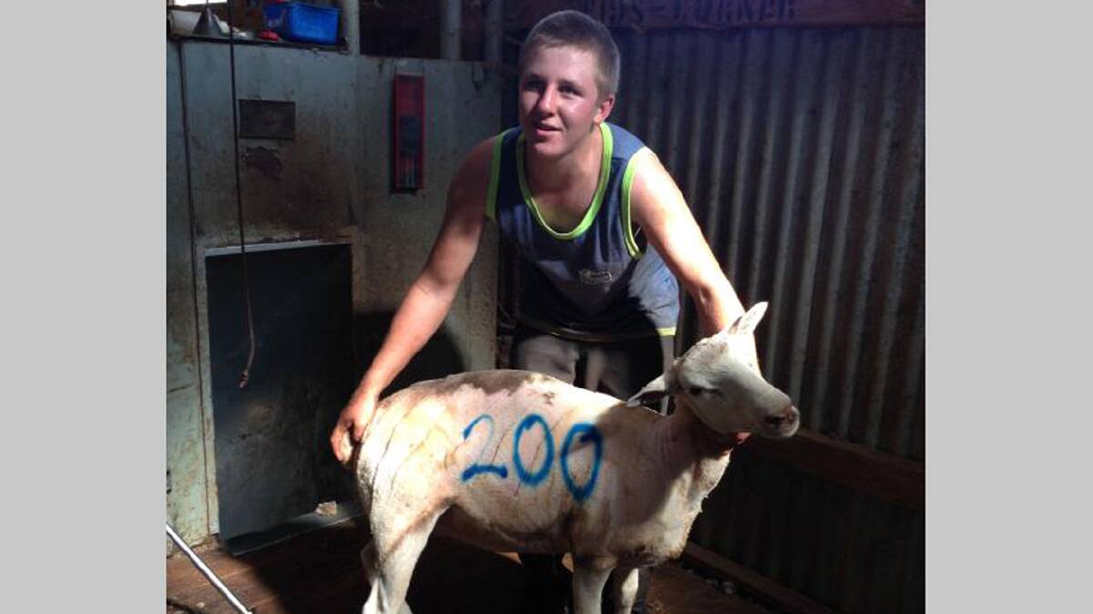 MOMENTOUS DAY:
It was an extra special 17th birthday for Cootamundra’s Matt Raleigh on Friday last February 7.
Matt, son of Mick and Fiona, marked the occasion by notching up a shearing milestone when he sheared 200 sheep at “Bindinyah”. Matt, who has only been shearing for 12 months, is part of Daniel Bowditch and Justin Jones’ shearing team. 
Belated birthday wishes Matt.