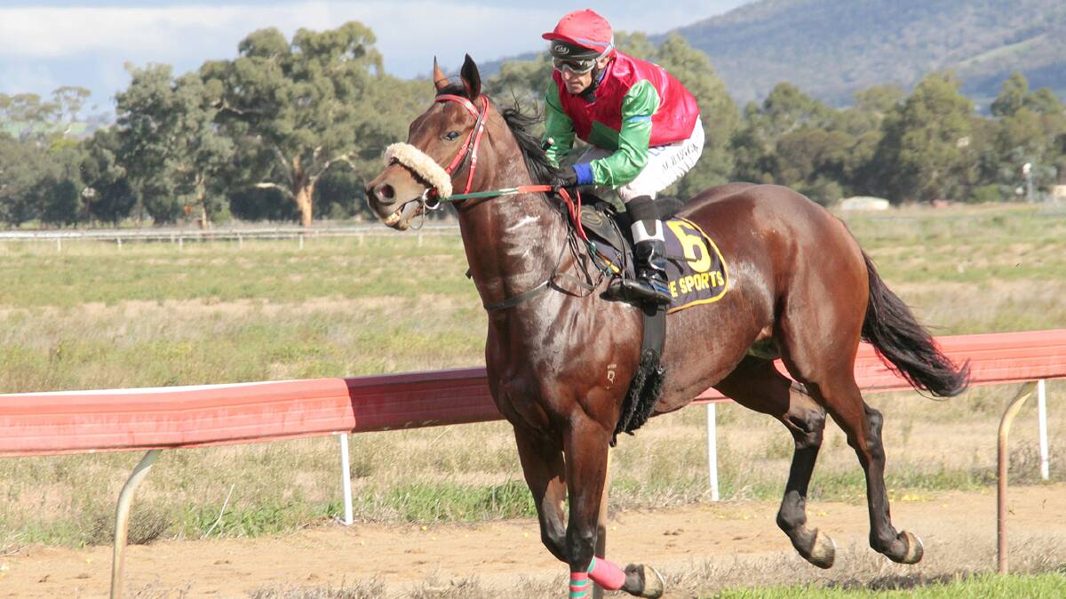 WARMING UP: Urbane Valour, trained by Tricia Anderson of Wallendbeen, is warming up for Saturday’s Cootamundra Picnic Cup. 
Photo: Kelly Manwaring 
