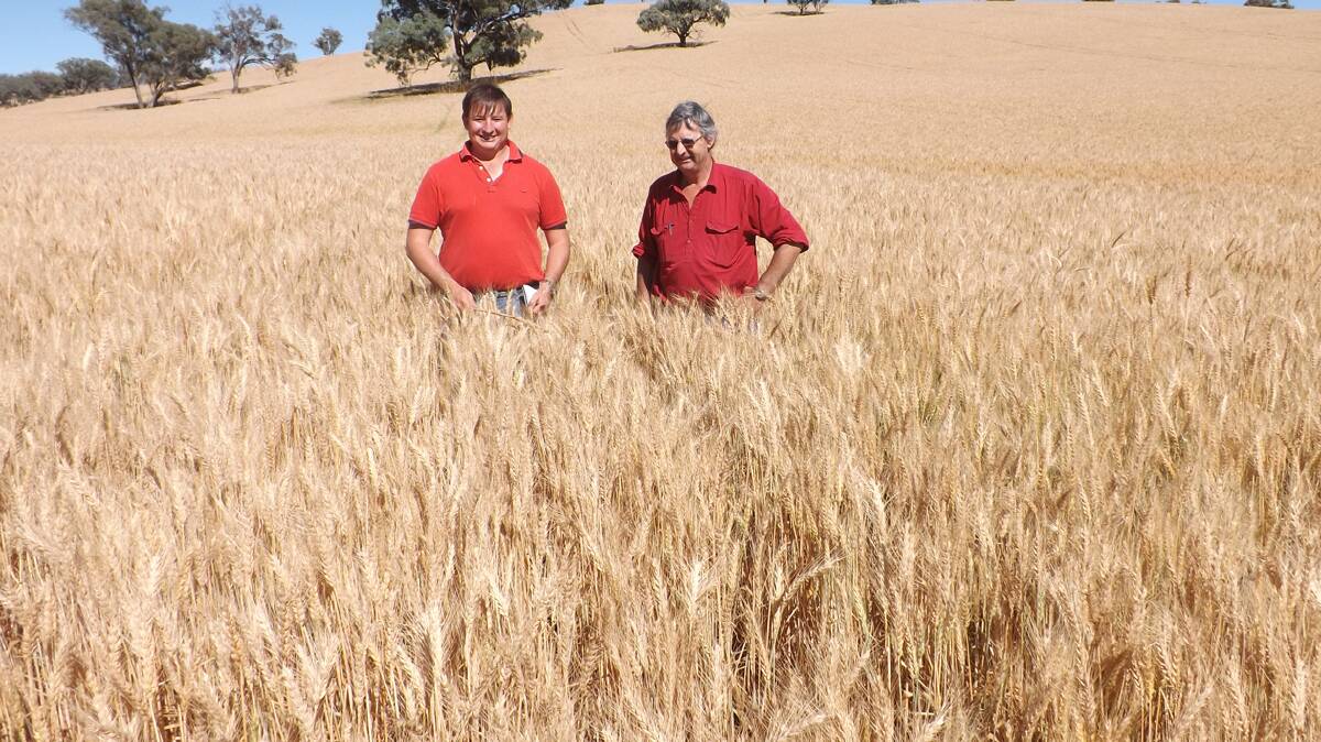  TOP CROP: Agronomist Andrew Daley (left) and property owner Steve Hardie in this year’s award-winning wheat crop in Wallendbeen. 