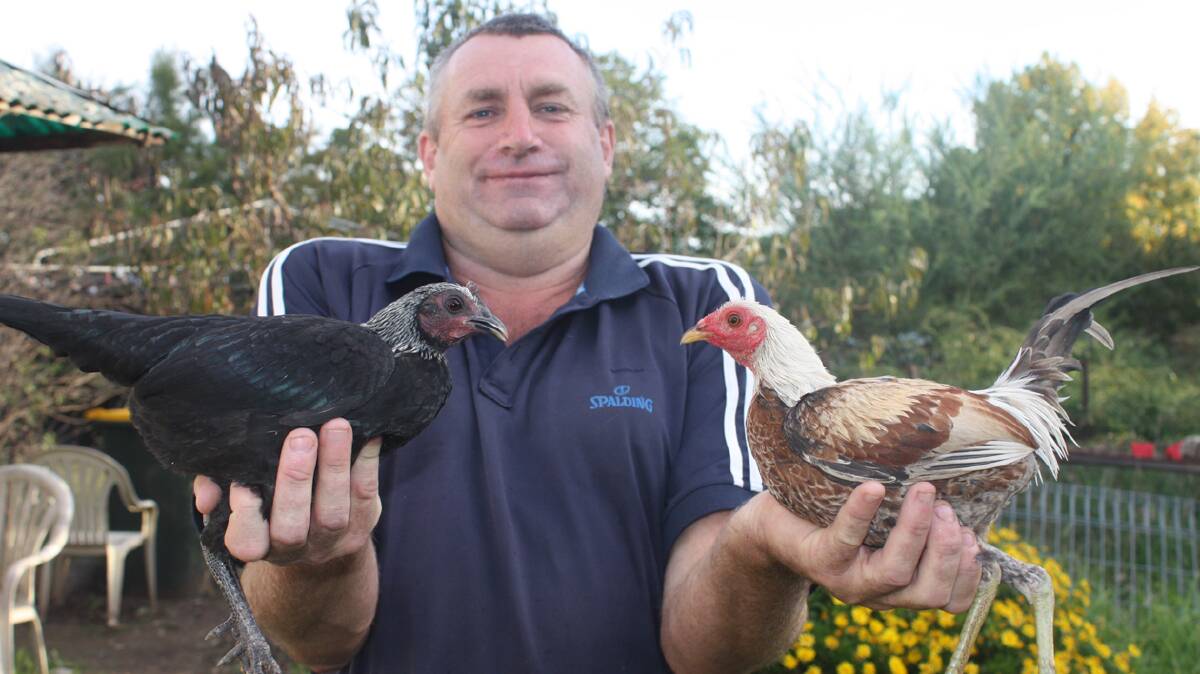 CHAMPION: Local poultry breeder Mark Armstrong with two of his chickens shown at the 2012 Sydney Royal Easter Show. 

