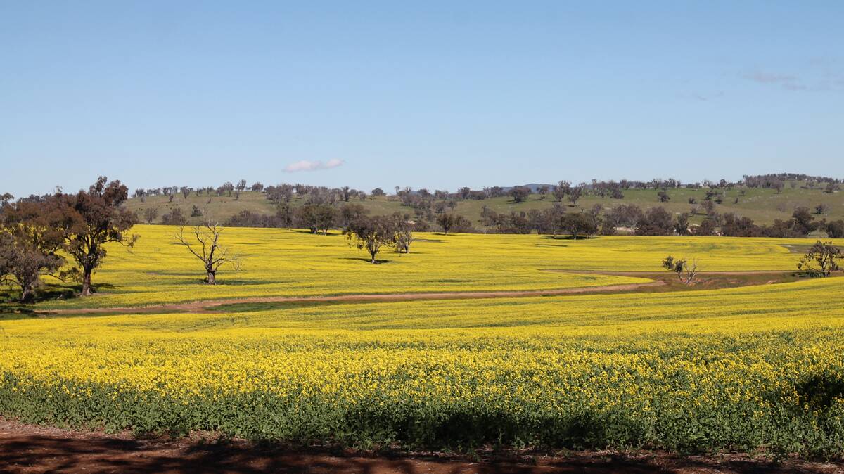 COMING ALONG WELL: A canola crop in flower on Old Cootamundra Road. Too soon to make any broad predictions, local agronomists are saying more rain is needed to make it through the season, however the situation is pleasing at present.  