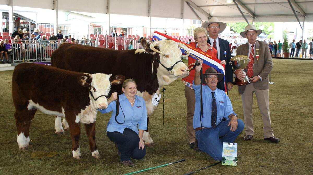 WINNER: Rose View Doreen and her calf, raised by Cootamundra’s David and Julie Manwaring, won her cow and calf class at the Sydney Royal Show this month much to the delight of her owners. 