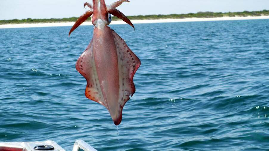 Limestone Coast: The annual Kingston Fishing Competition brought in some big catches, including this squid. Photo: Marilyn Trenaman.