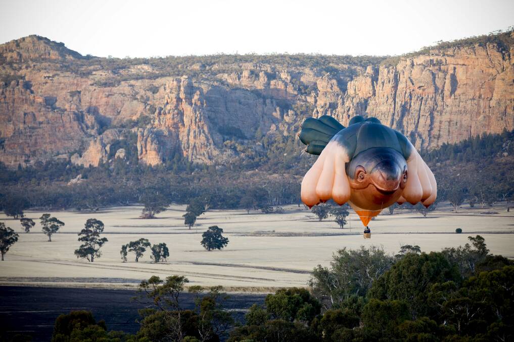 The Skywhale, a hot air balloon sculpture by artist Patricia Piccinini. Photo: Fairfax Media