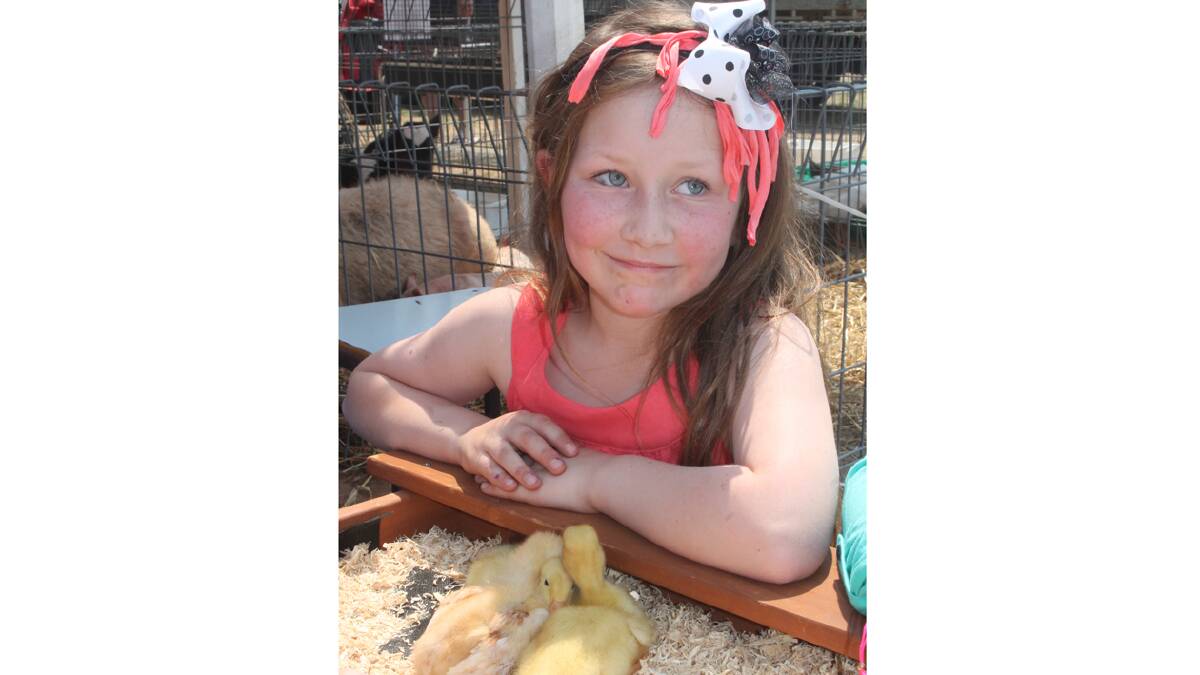 A FAVOURITE: Always a popular attraction at the Cootamundra show is the animal nursery. Pictured is Madeline Robinson with some baby chicks.