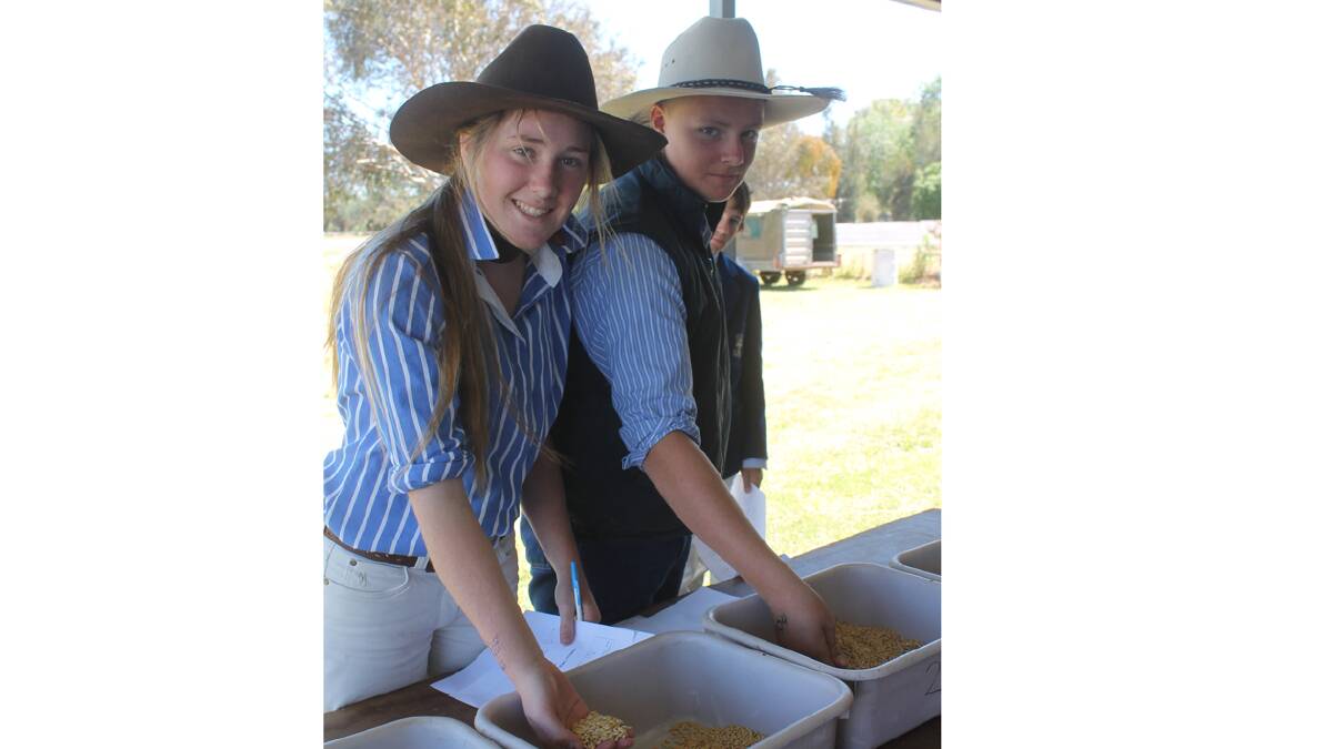 GRAINY: Pictured during junior judging in the grain section at the Cootamundra Show on Friday is Cootamundra High School students Louise Raleigh (left) and Mitchell Coleman-Hardy.  