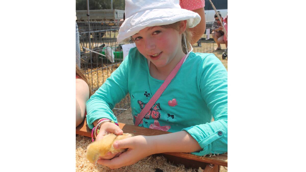 VERY CUTE: Ella Cross checks out the baby chicks in the animal nursery at the Coota Show on Saturday.  Photo: Melinda Chambers 
