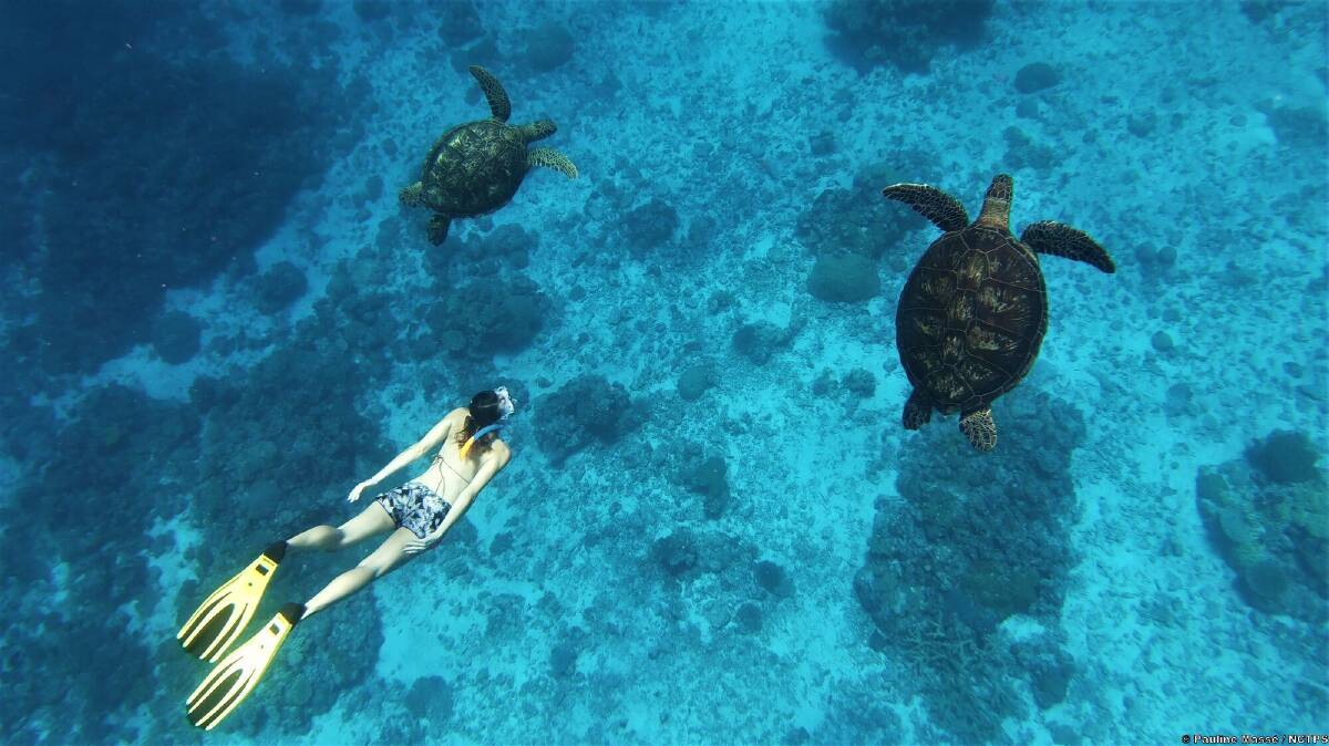 Wildlife encounters. Picture by New Caledonia Tourism Wildlife encounters. Picture by New Caledonia Tourism