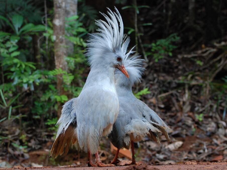 A pair of cagou birds. Picture by New Caledonia Tourism A pair of cagou birds. Picture by New Caledonia Tourism