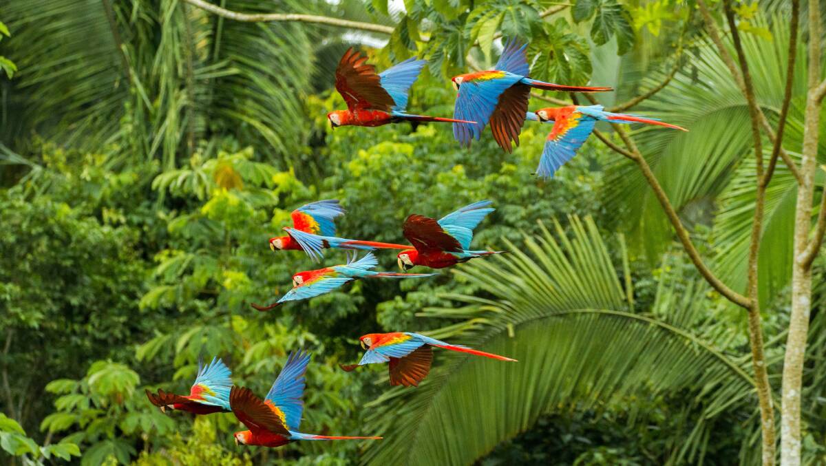 Macaws take flight in the Amazon. Picture: Shutterstock Macaws take flight in the Amazon. Picture: Shutterstock