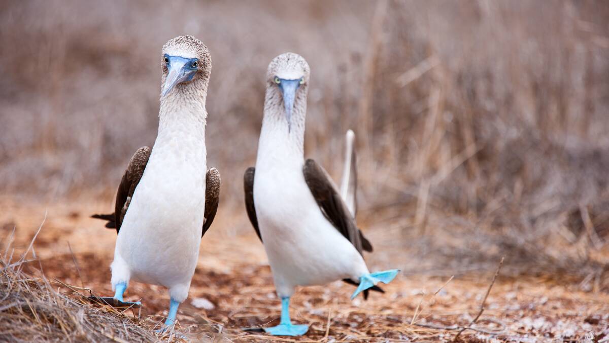 Blue-footed boobies in the Galapagos. Picture: Shutterstock Blue-footed boobies in the Galapagos. Picture: Shutterstock