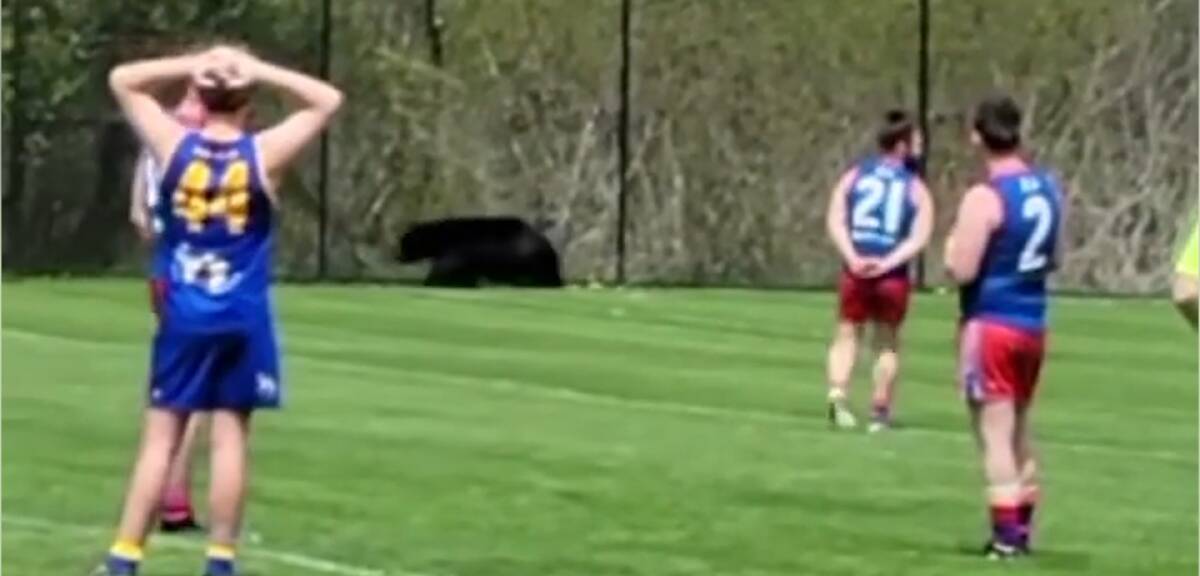 Footage from the AFL match in Canada on May 28, 2022 showed players and spectators standing around as they waited for the black bear to leave the oval. Picture: Supplied