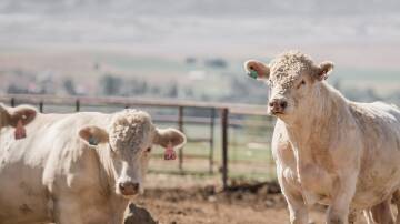 Pinpointing the feed efficiency genetic types in your beef herd has longer-term benefits.