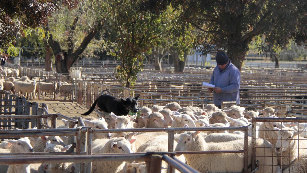 BY THE BOOK: A file image from Cootamundra sheep and lamb market. 