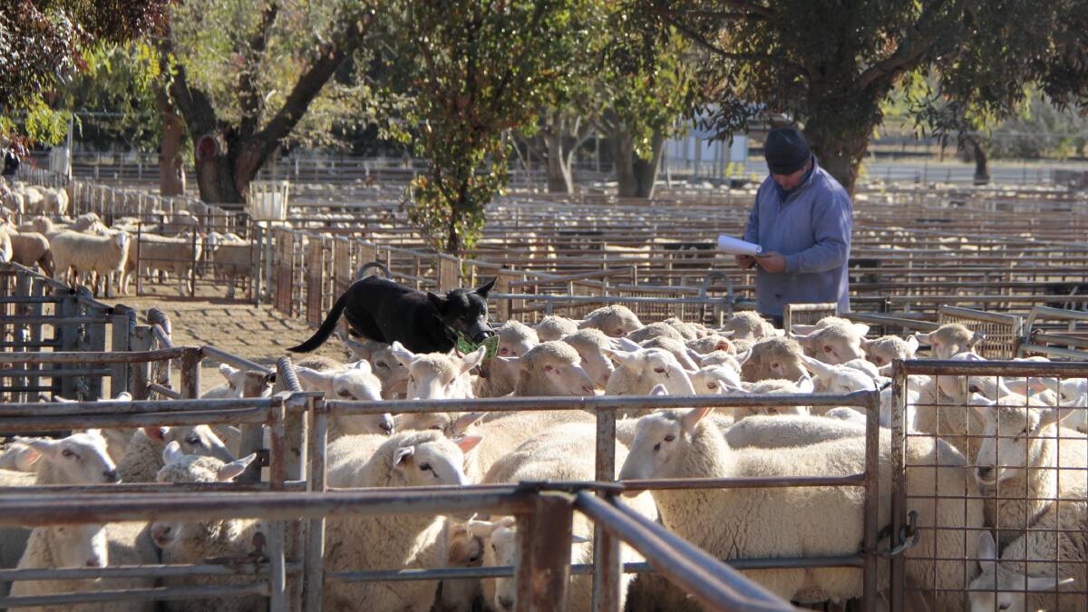 MARKET MATTERS: A file image from the Cootamundra sheep and lamb sale. 