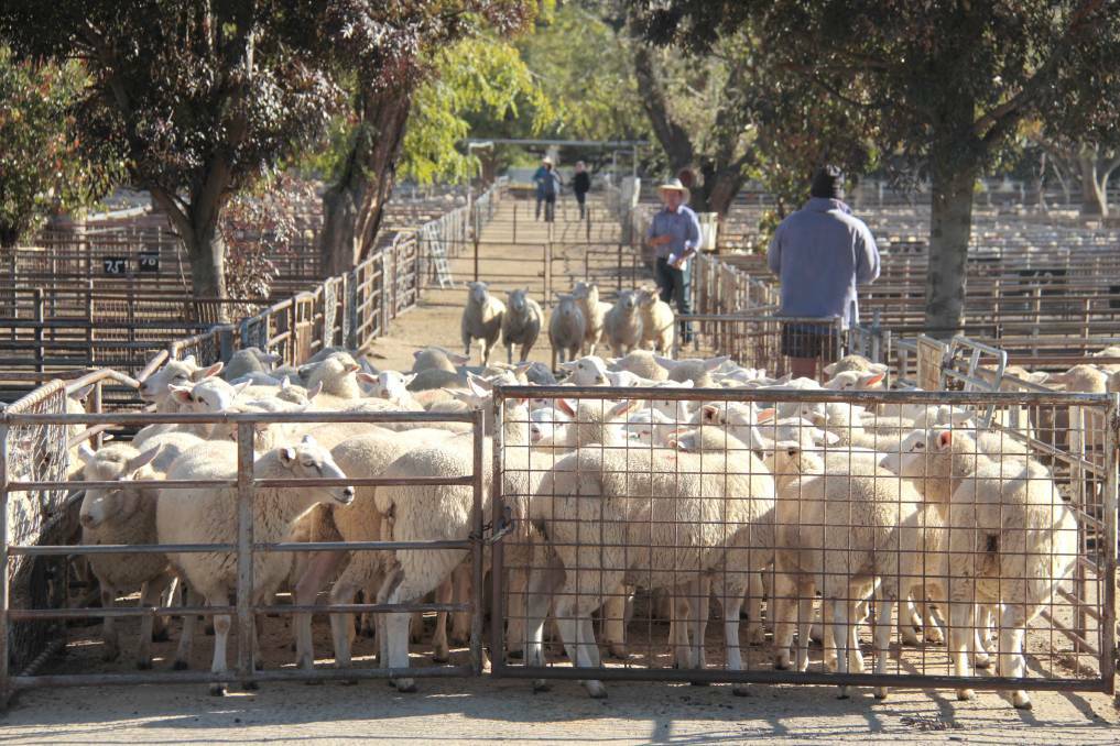 AT THE MARKET: A file image from the Cootamundra sheep and lamb sale. 