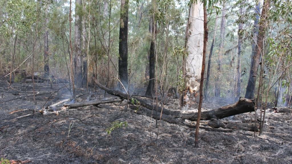 Widespread closure of NSW Forests