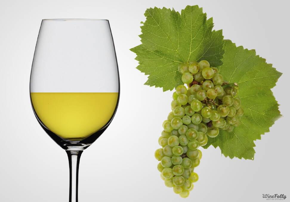 NOBLE GRAPE: Considered one of the six noble varieties that grows around the world, Chardonnay expresses itself perfectly in many different climates.