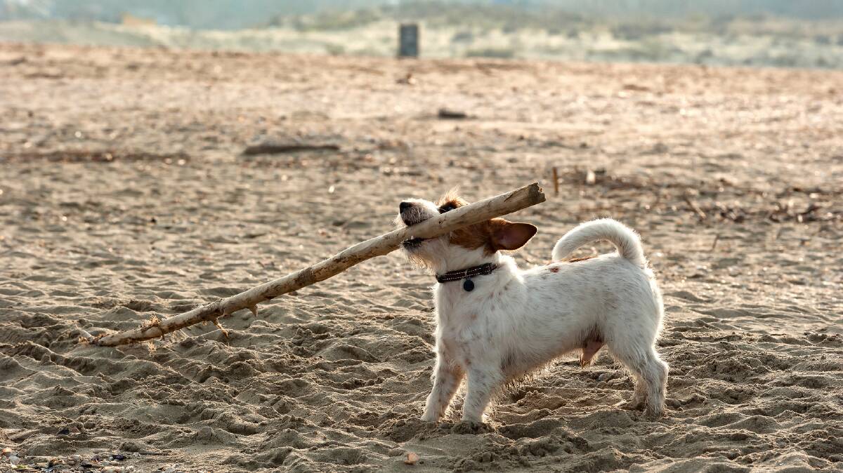 It's not the size of the dog in the fight .... but the stick in its mouth.