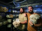 Fast growth: Rory Robinson and Michael Degnen set up Illawarra Mushrooms at Bulli's Timbermill Studios a few months ago. Picture: Sylvia Liber.