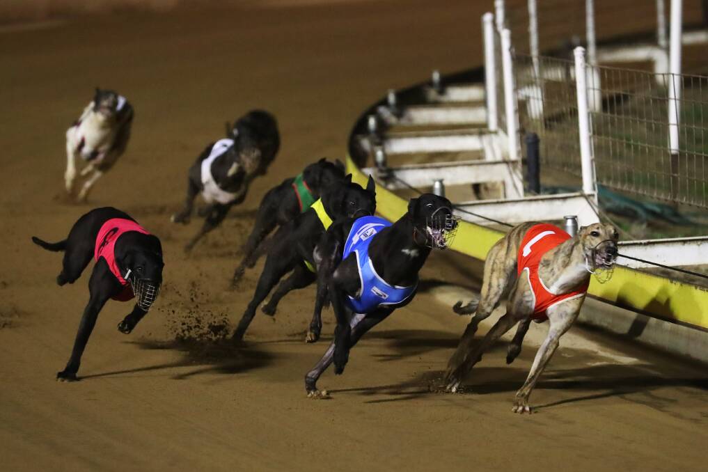 NO LUCK NEEDED: Jason's Chance (yellow) weaved his way through the field before going on to take out the Lake Village Butchery Stakes (400m) at Wagga on Friday night. Picture: Emma Hillier
