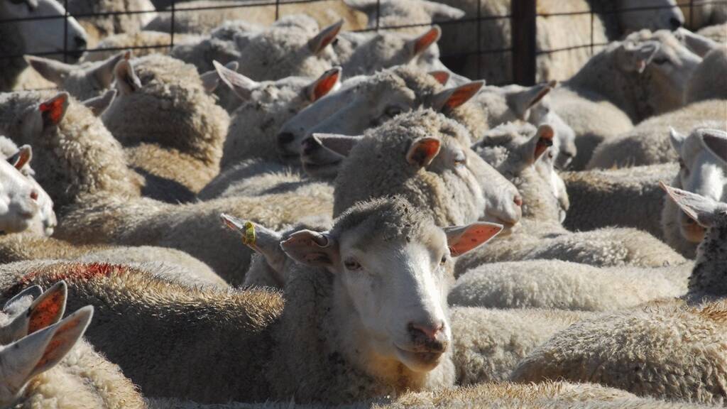 Lamb numbers were up at the most recent Cootamundra sheep and lamb sale.